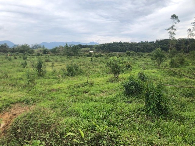 Chácara , sitío , vila nova - Foto 3