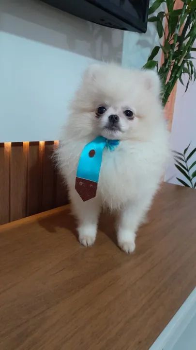 Filhote macho Spitz alemão mini Macho