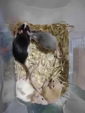 Topollillo Raton