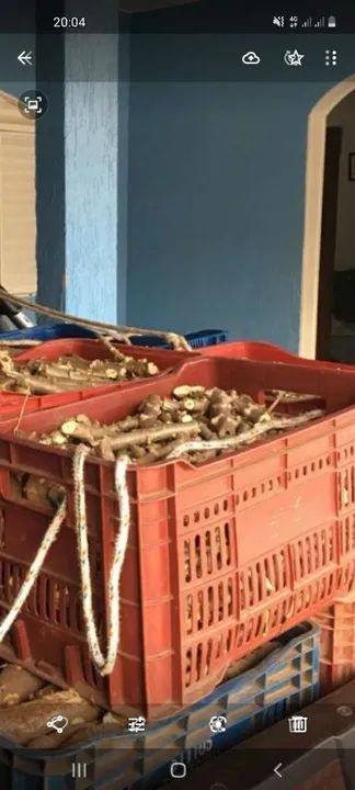 Vendo rama de mandioca  amarela. - Foto 2