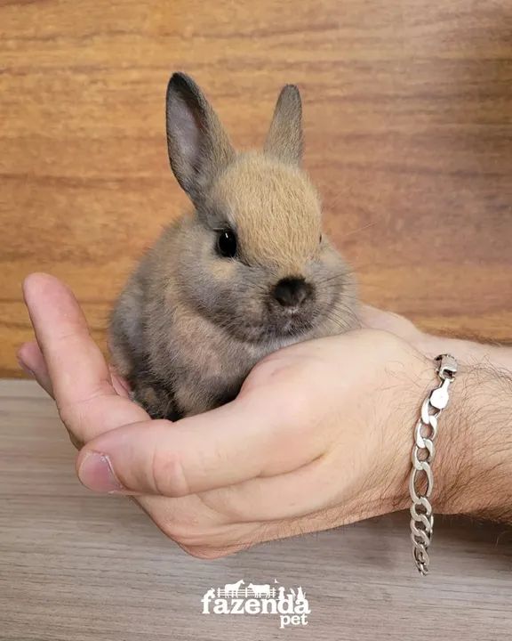 Mini coelho Netherland - Foto 2