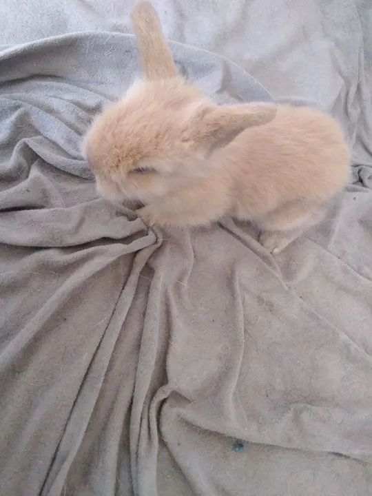 Filhotes disponíveis 25/01/25,mini coelhos maleado ou café 250,00  - Foto 5