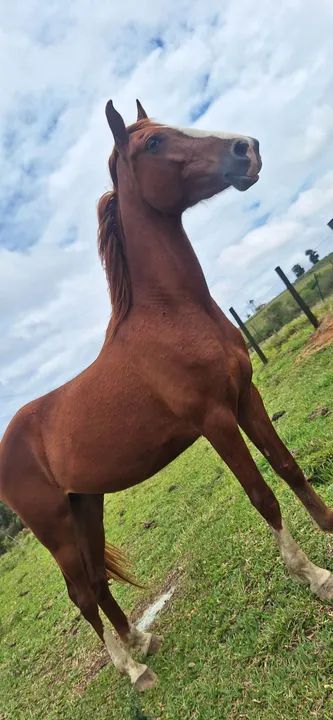 Cavalor Paulista  - Foto 3