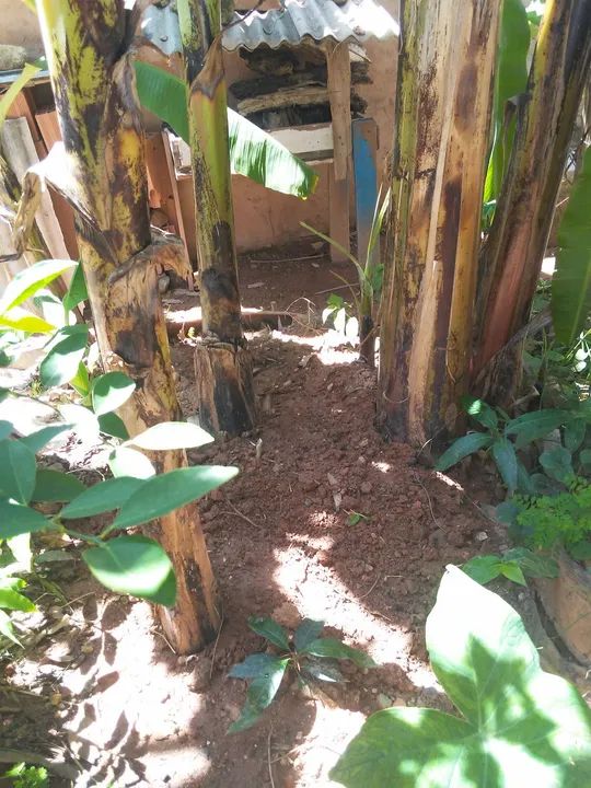 Mudas de banana dagua - Foto 3