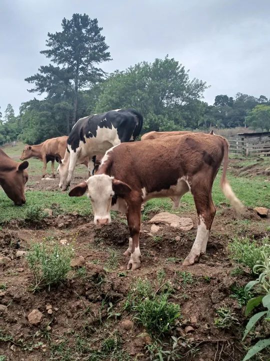 Vendo tourinhos hereford e black angus - Foto 5