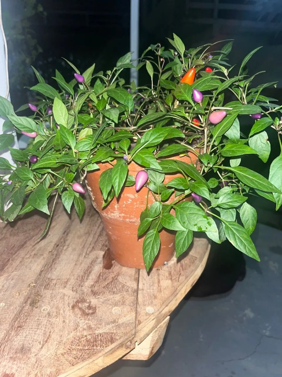 Pimenta Pirâmide Arco-Íris  - Foto 3