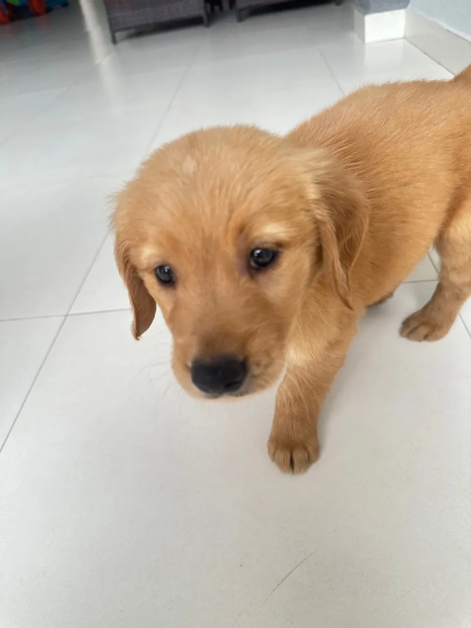 Filhote de Golden Retriever disponível para adoção