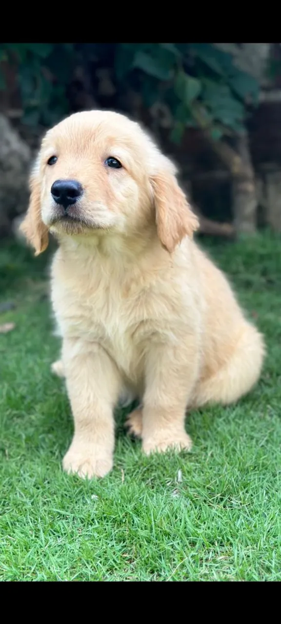 Golden Retriever - Puro