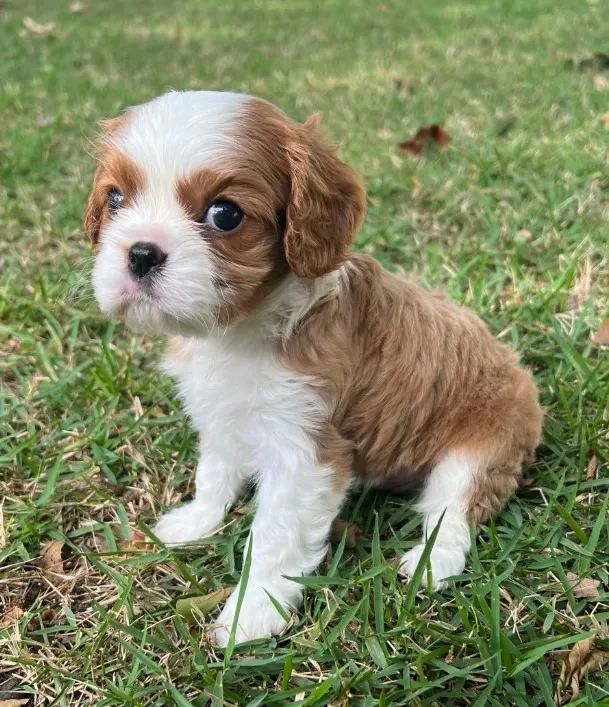 Cavalier King Charles Spaniel com entrega completa e pós-venda