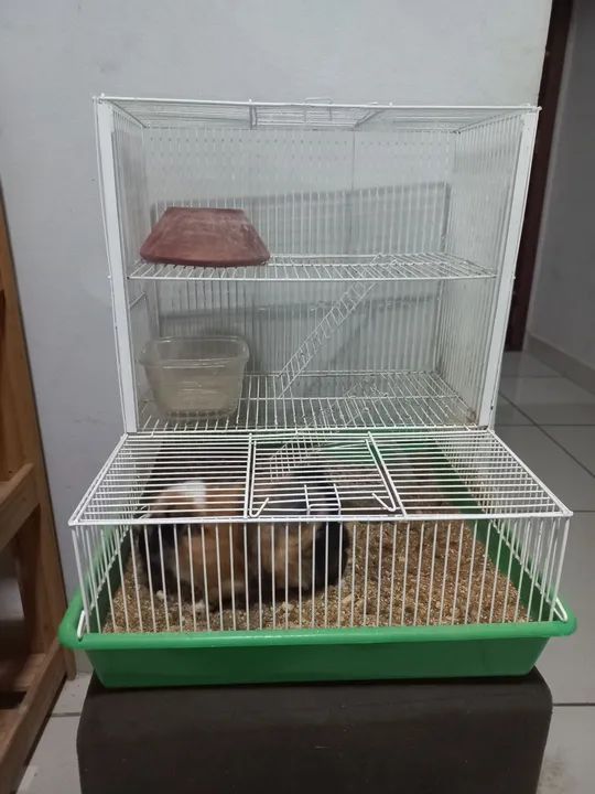 Porquinho da Índia  - Foto 4