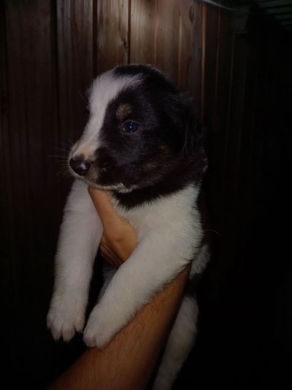 Machinho de boder collie puro disponível  - Foto 2