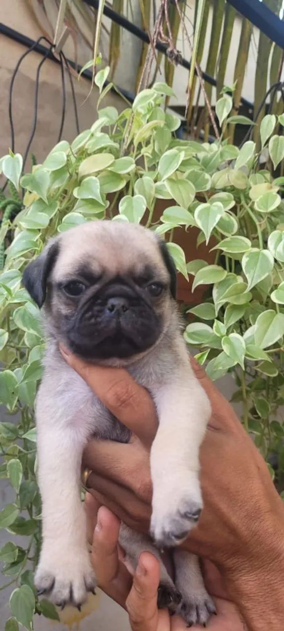 Filhote de Pug fofo e estiloso - Foto 2
