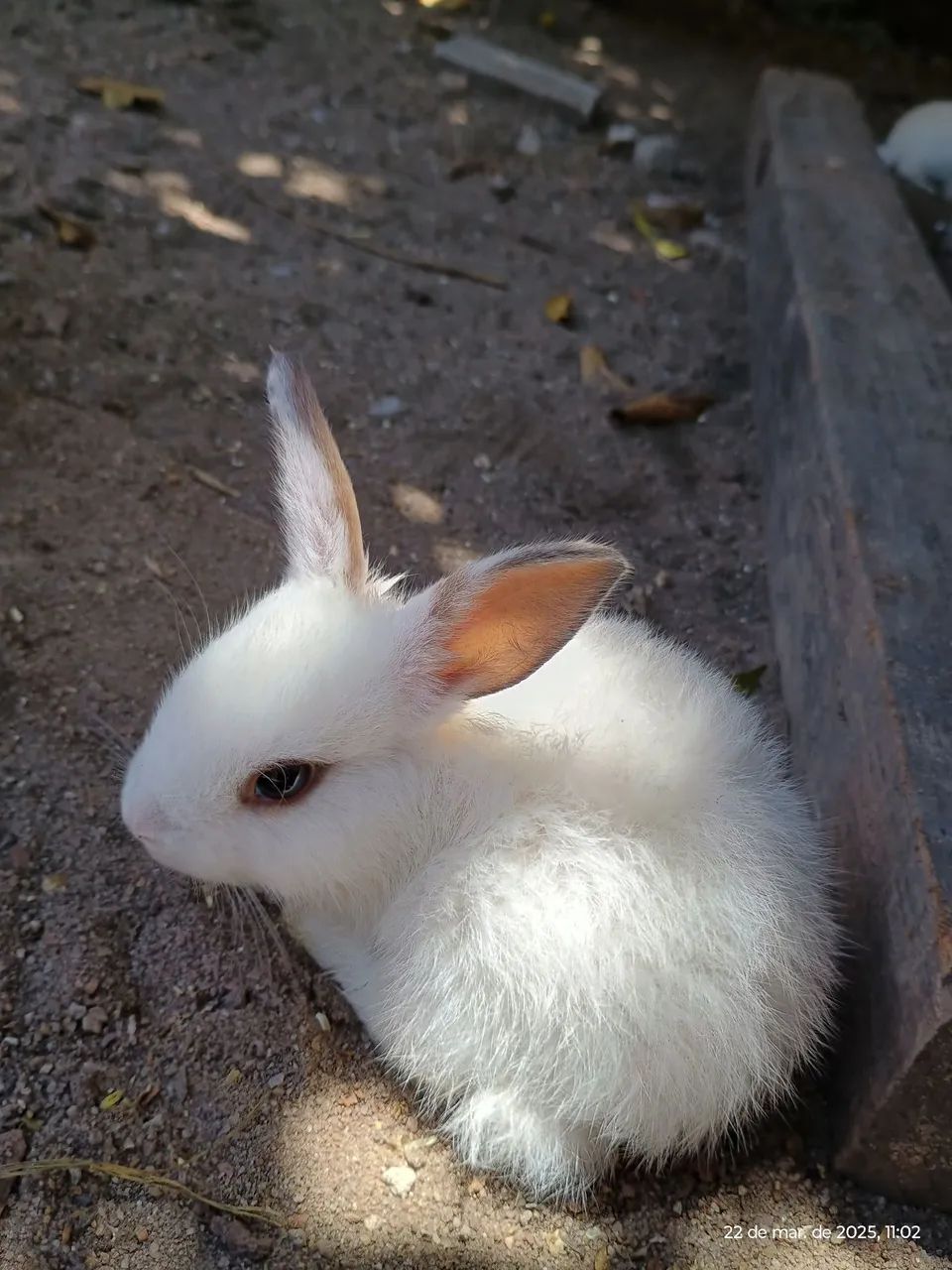 Coelhinho branco fofinho a venda  - Foto 2