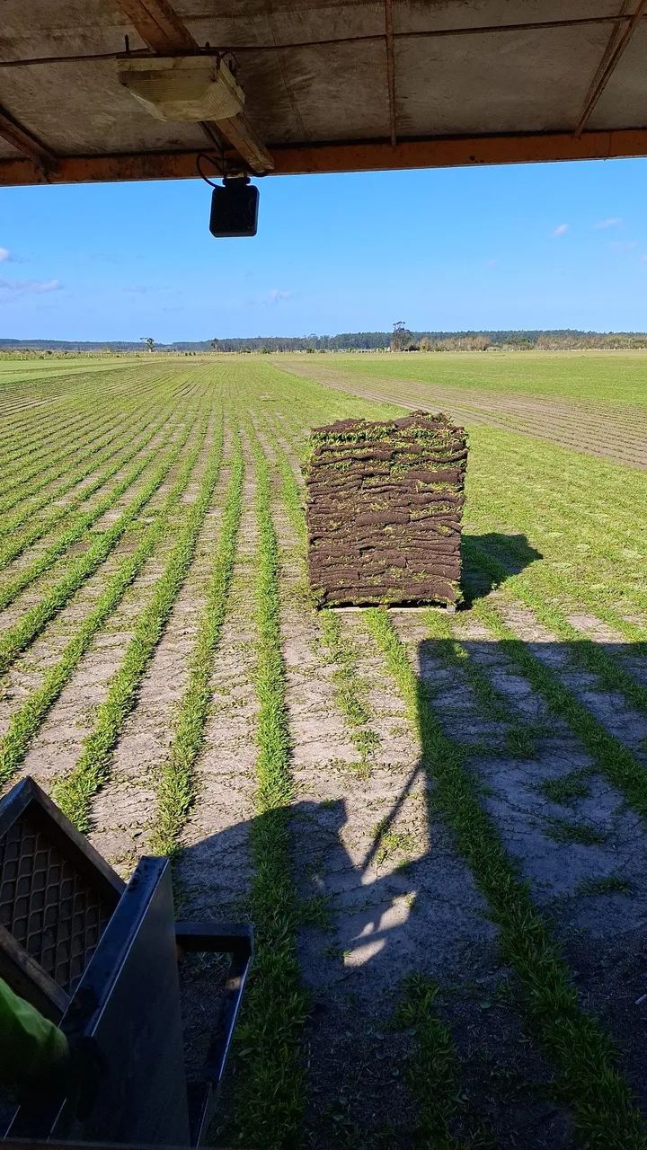 Grama Catarina respin misturada 7,50.    São Carlos  - Foto 3