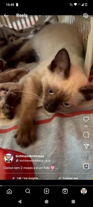 Filhote de gato tipo siamês para adoção  - Foto 2