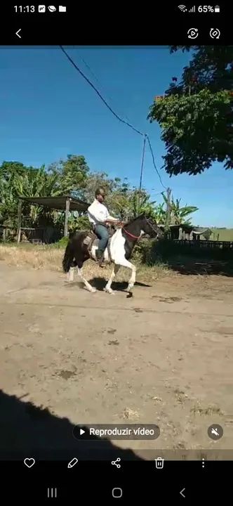 Cavalo Mangalarga marchador para venda