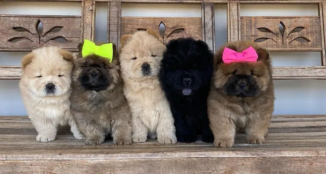 Filhotes de Chow Chow - Foto 3