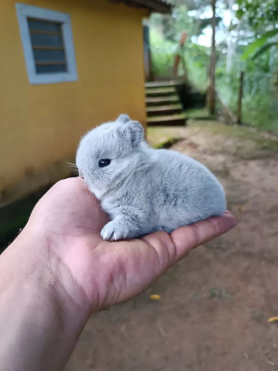 Coelho PET- MAIORES E MENORES DO MUNDO - Foto 2