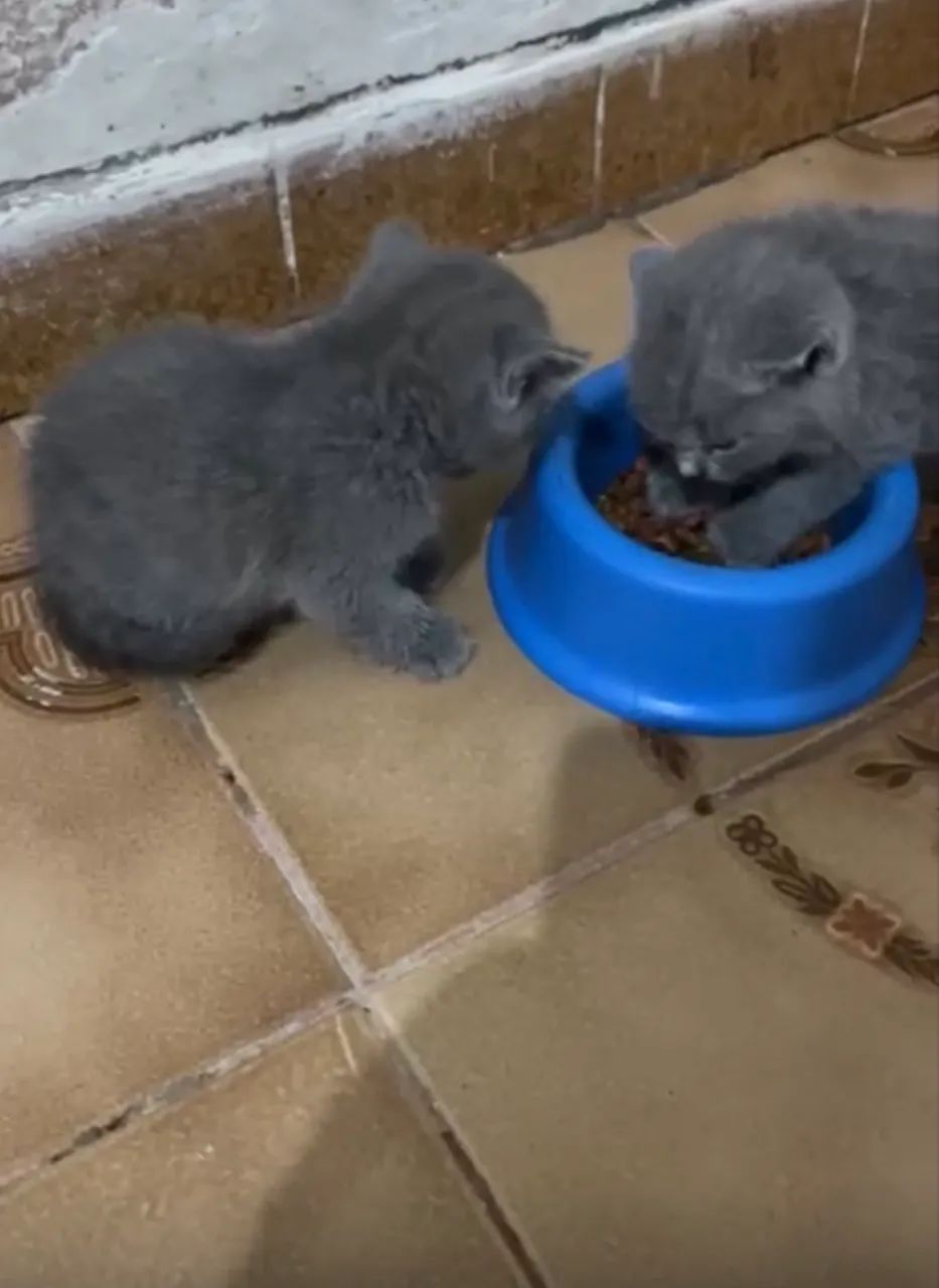 Vendo filhotes de gato British short hair - Foto 2