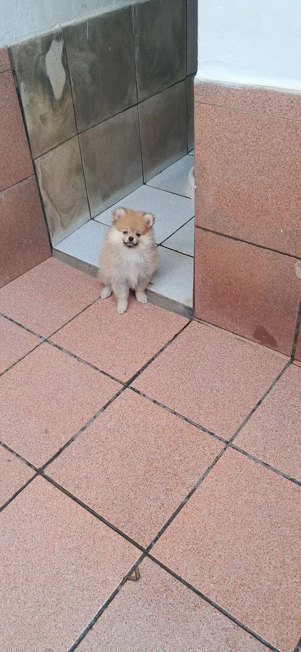 Spitz Alemão MACHOS  - Foto 2