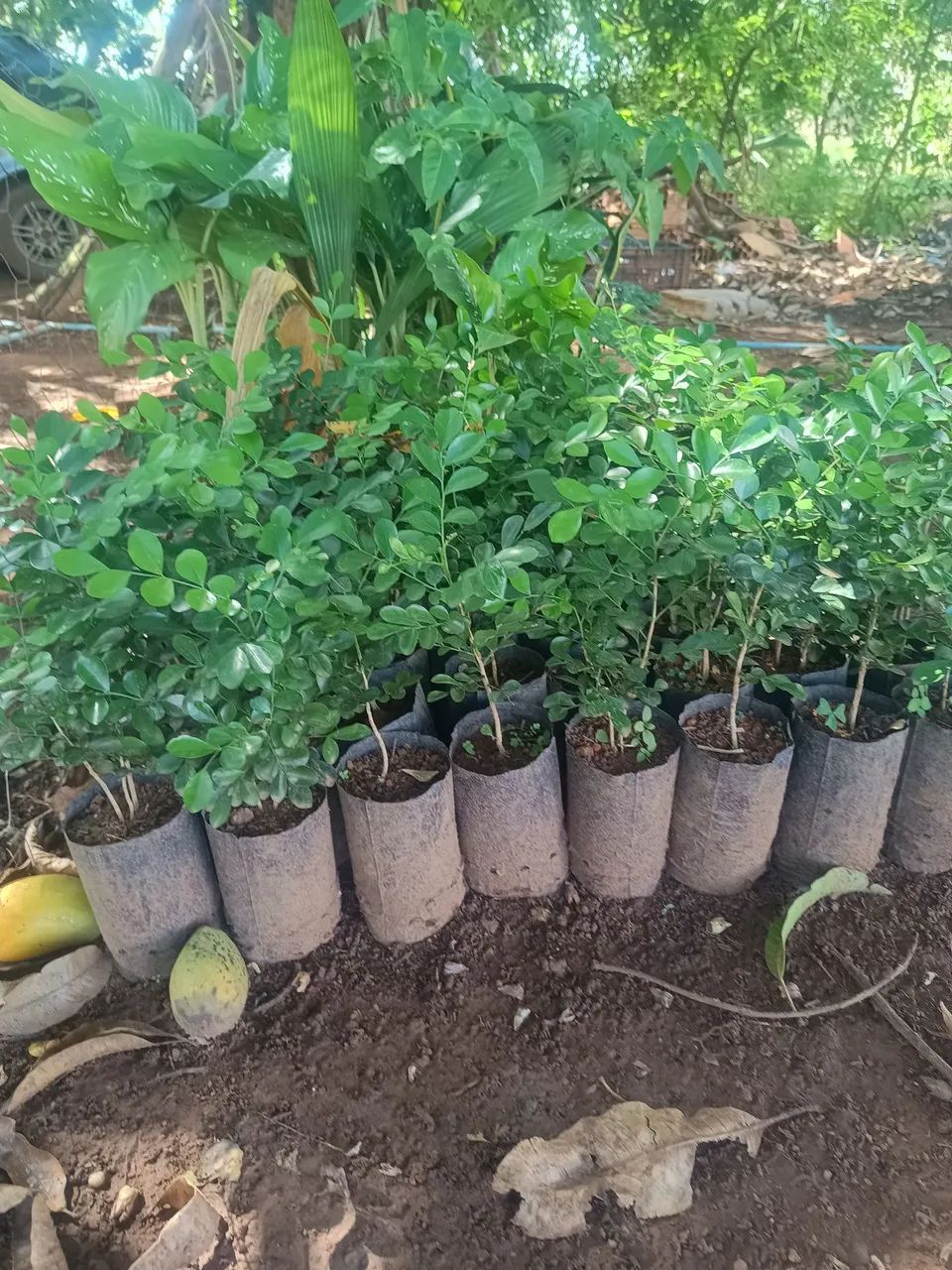 Murta pra cerca viva  - Foto 3