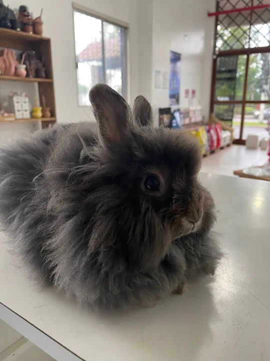 Coelho da raça Lion  - Foto 4