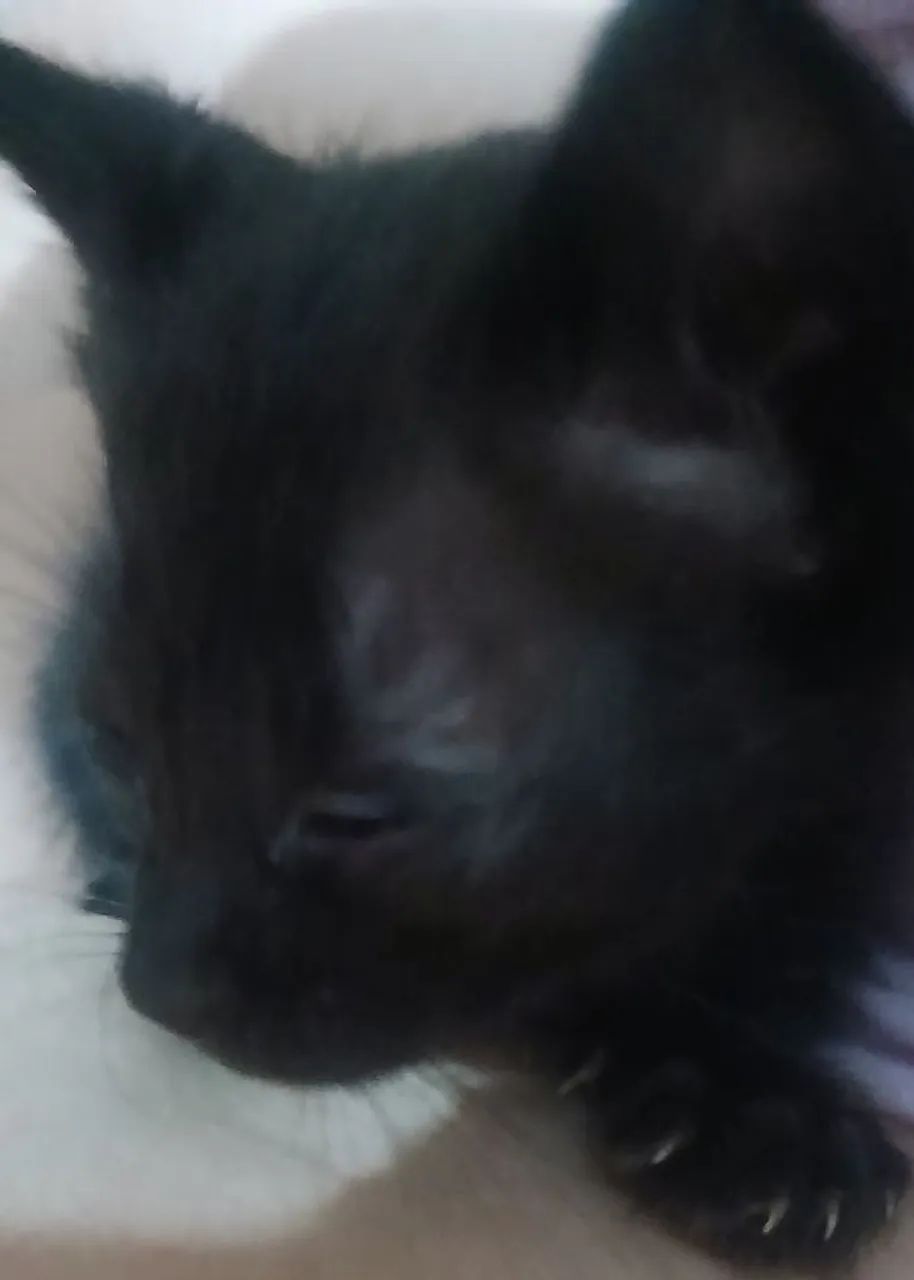 Doação de filhotes - Foto 3