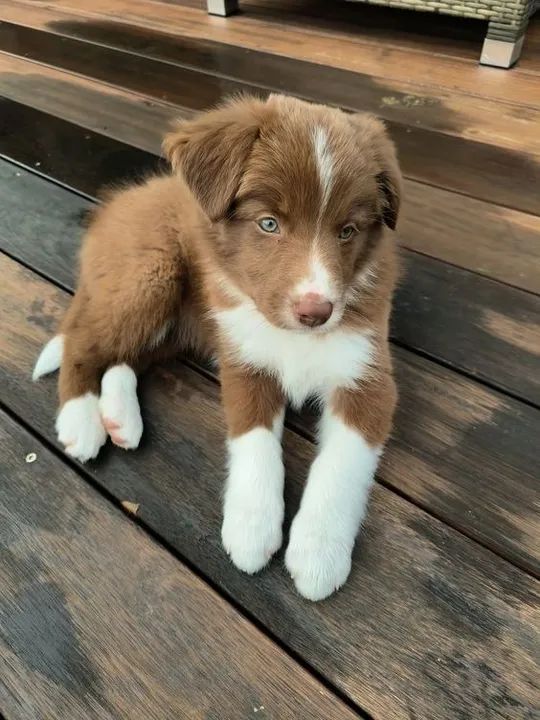 Border Collie Filhotes Encantadores na Cor Marrom