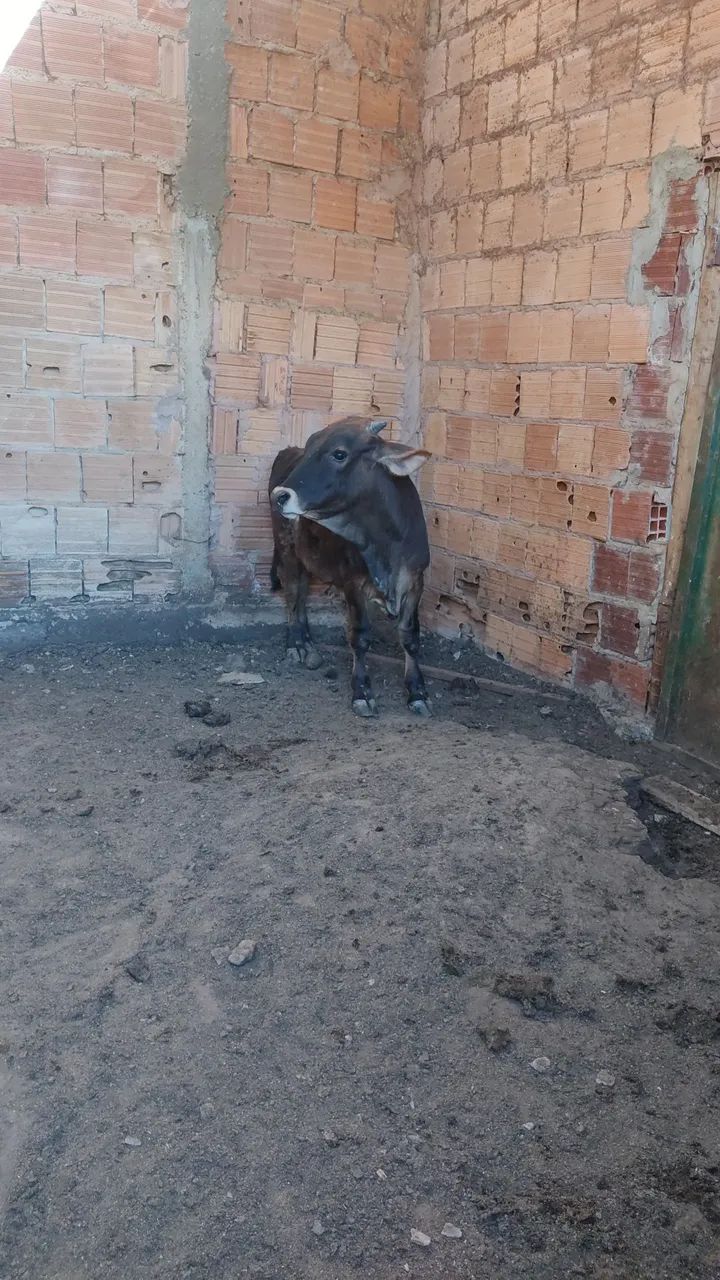 Bezerro para venda