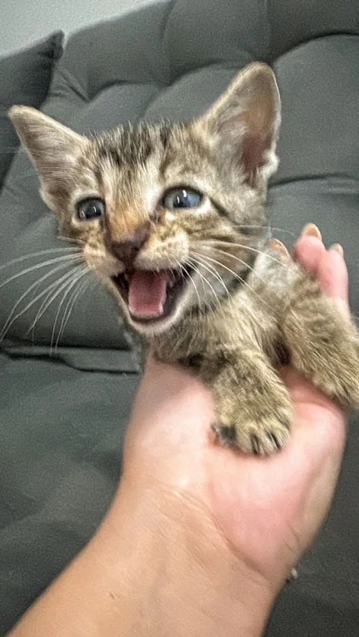 Gatinhos filhotes para adoção - Foto 4