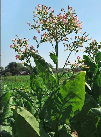600 Sementes Frescas De Tabaco (fumo) Nicotiana Tabacum - Foto 5