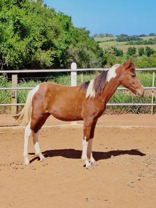 Lindos Potros e Potras Mangalarga Marchador, puro sangue, registrados, várias pelagens. - Foto 2