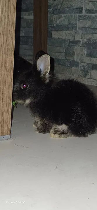 Mine teddy  - Foto 2