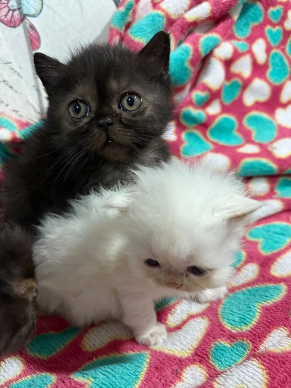Gatinhos Persas lindos e carinhosos