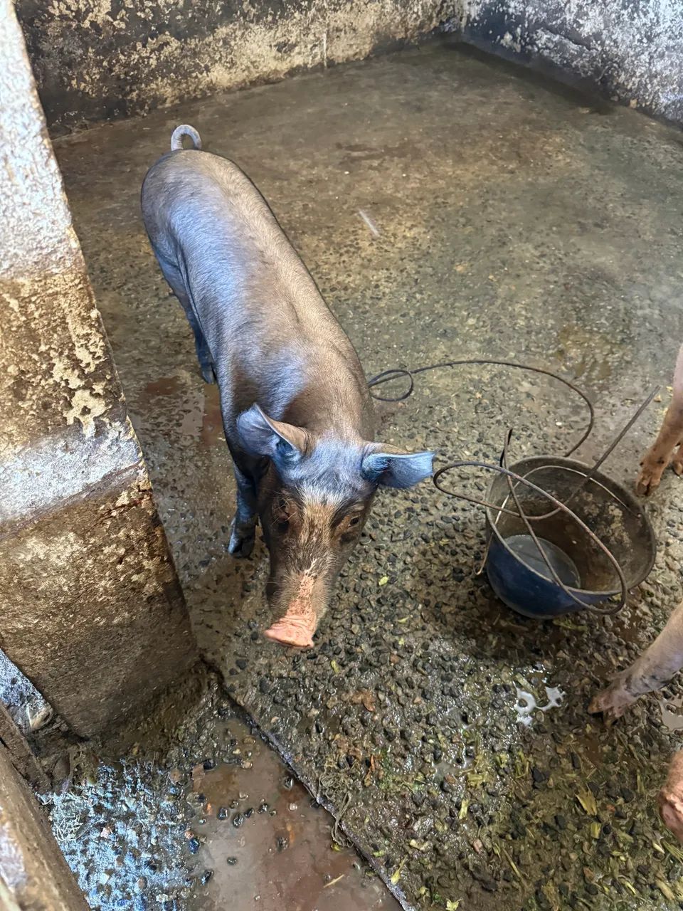 Leitão macho para venda de 60 a 70kg