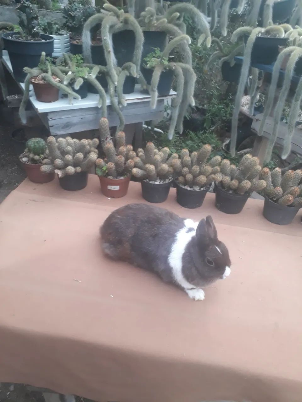 coelho anão netherland dwarf  - Foto 3
