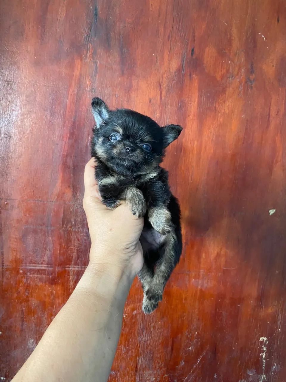 Chihuahua  - Foto 4