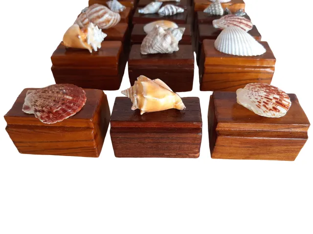 Peso de Papel Kit c/ 03 Conchas do Mar