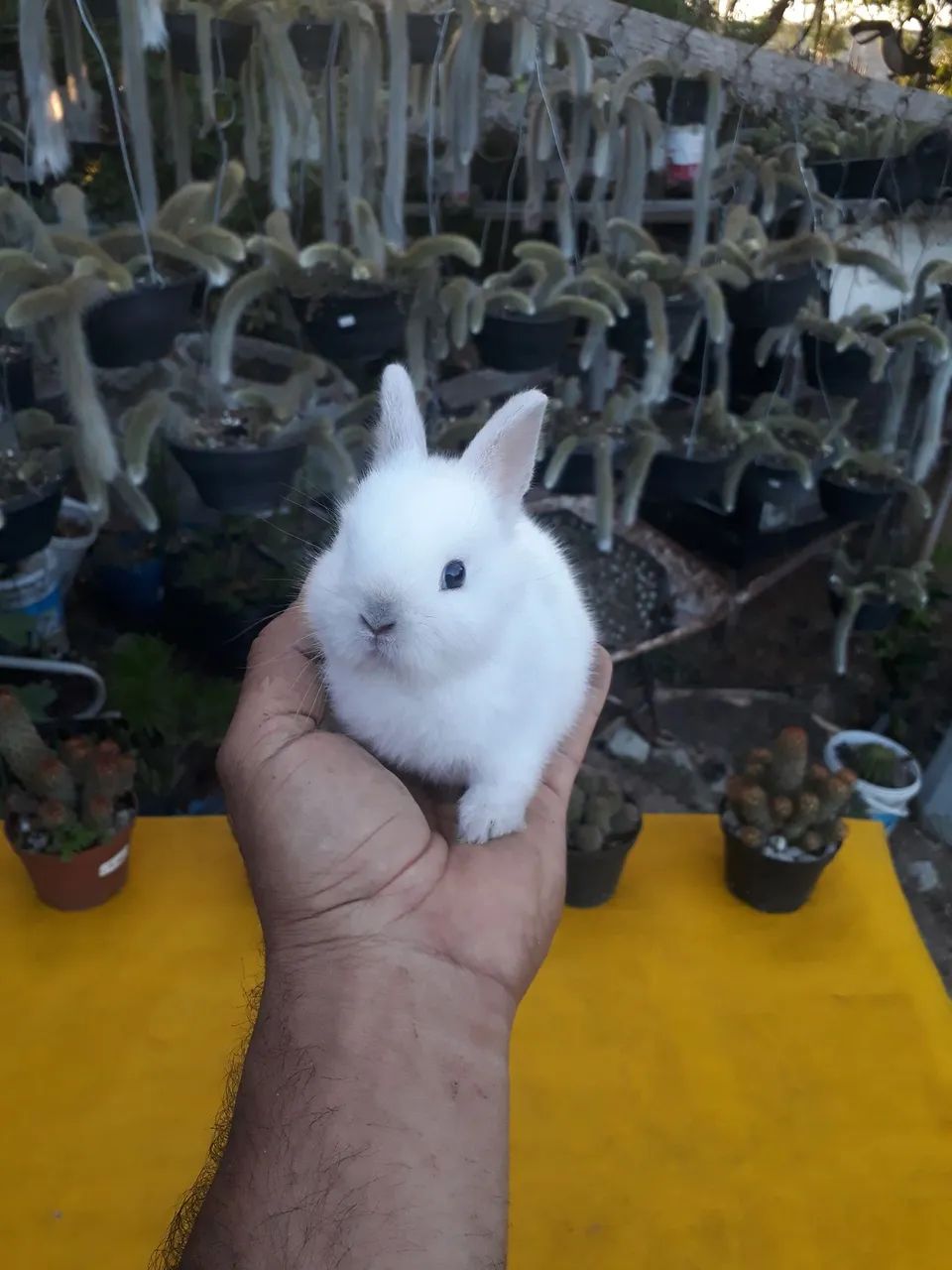 Coelho anão importado 