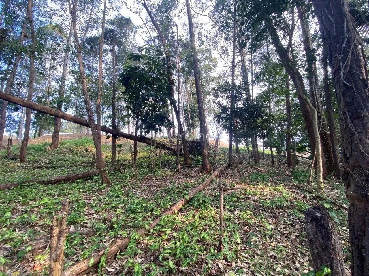 Terreno para Venda em Florianópolis, Pantanal - Foto 4