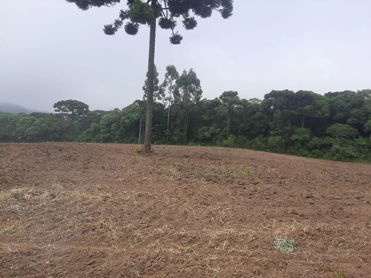 Chácara em Mandirituba 1,5 alqueires  - Foto 2