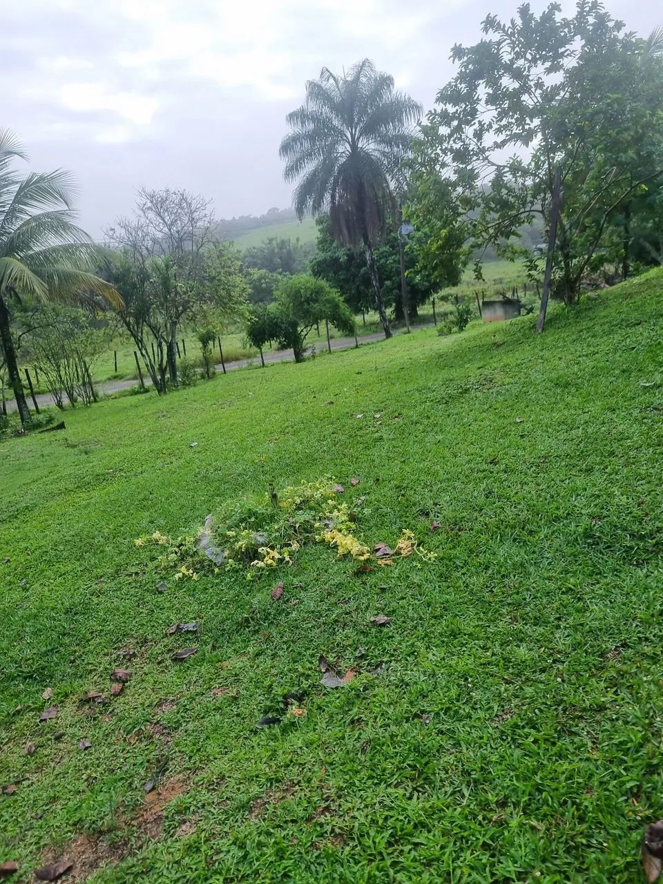 Chácara a venda  - Foto 4