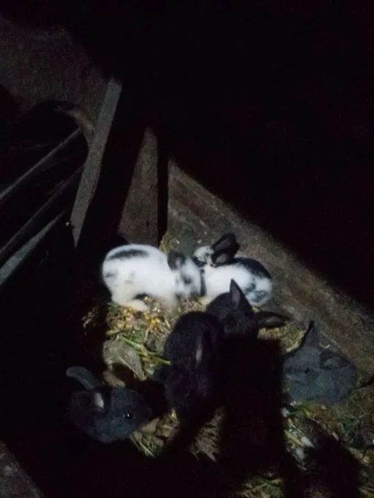 Coelhos fofinhos para venda