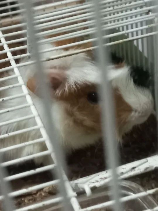 Porquinho da Índia  - Foto 6