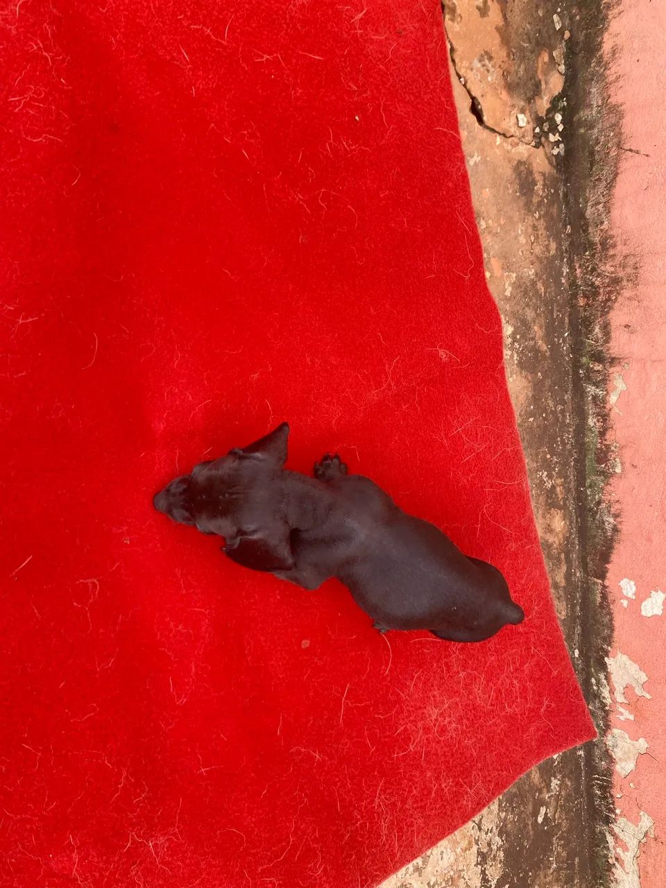 Promoção Cofap macho