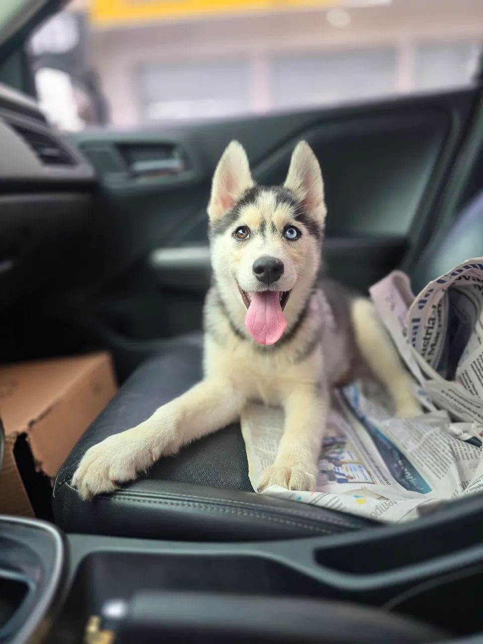 Husky Siberiano top - Foto 4