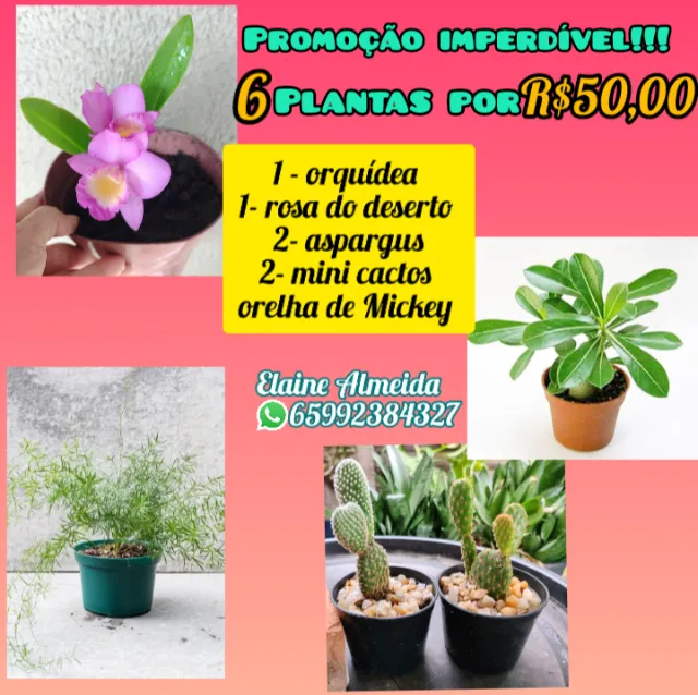 Kit de 6 plantas por R$50,00