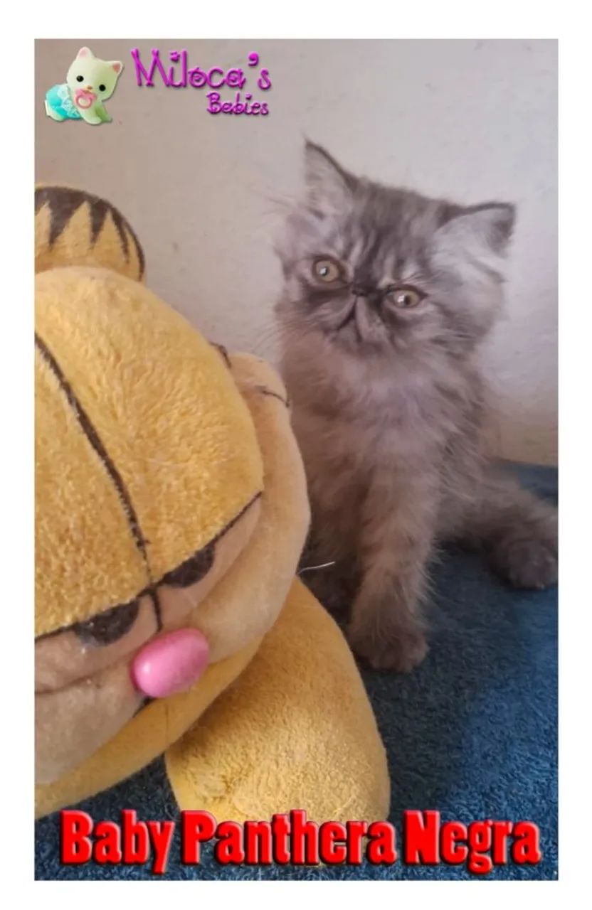 Gatinha Persa - Baby Panthera Negra 2 meses - Foto 2