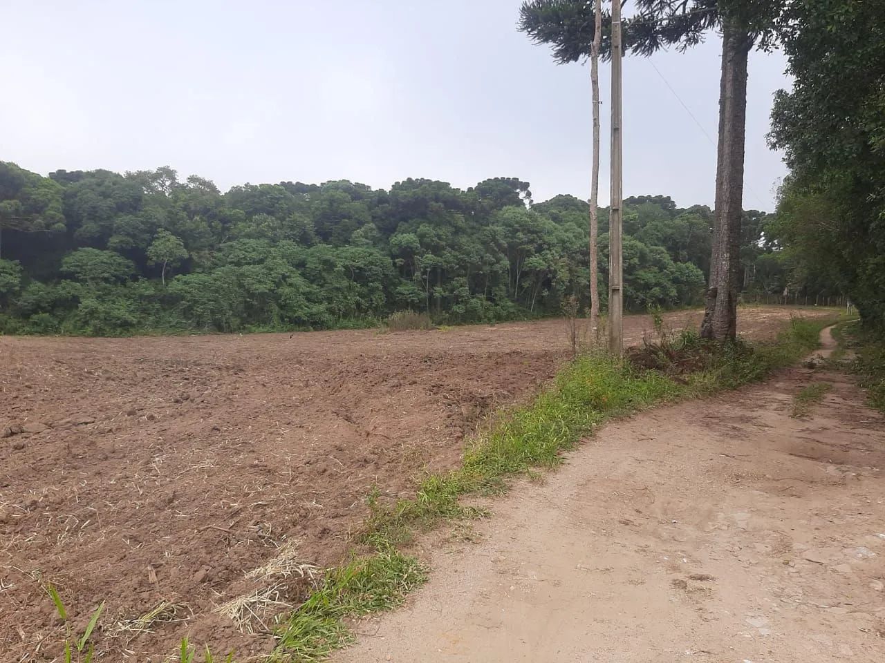 Chácara em Mandirituba 1,5 alqueires  - Foto 4