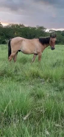 DOAÇÃO DE POTROS - Foto 3